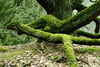 DSC1246.jpg